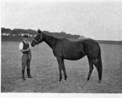 Zuchtstute Meadow Chat xx (Englisches Vollblut, 1892, von Minting xx)