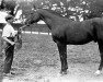 stallion Minting xx (Thoroughbred, 1883, from Lord Lyon xx)