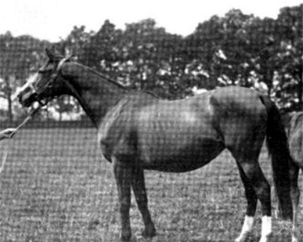 broodmare Mint Sauce xx (Thoroughbred, 1875, from Young Melbourne xx)