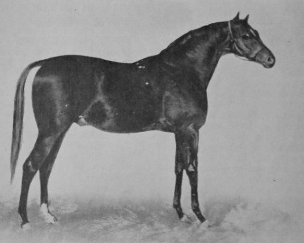 stallion Speculum xx (Thoroughbred, 1865, from Vedette xx)