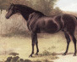 stallion Voltaire xx (Thoroughbred, 1826, from Blacklock xx)