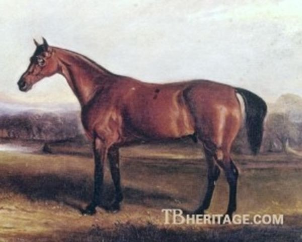 stallion Ion xx (Thoroughbred, 1835, from Cain xx)