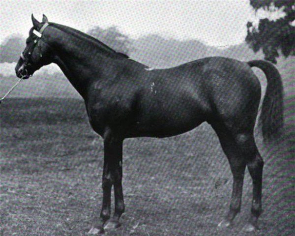stallion Blue-Green xx (Thoroughbred, 1887, from Coeruleus xx)