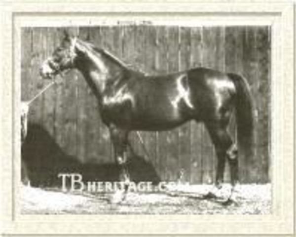 stallion Matchmaker xx (Thoroughbred, 1892, from Donovan xx)