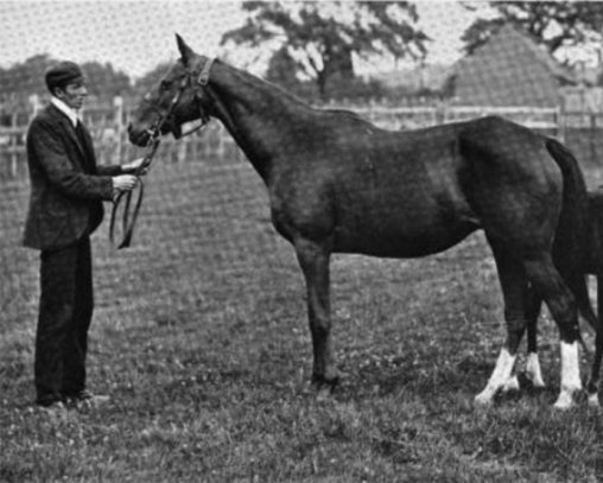 broodmare Mowerina II xx (Thoroughbred, 1876, from The Scottish Chief xx)