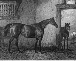 broodmare Cobweb xx (Thoroughbred, 1821, from Phantom xx)