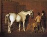 stallion Delpini xx (Thoroughbred, 1781, from Highflyer xx)