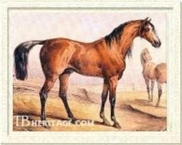 stallion Young Emilius xx (Mutter: Cobweb xx) (Thoroughbred, 1828, from Emilius xx)
