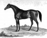 stallion Sarpedon xx (Thoroughbred, 1828, from Emilius xx)