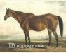 broodmare Alice Carneal xx (Thoroughbred, 1836, from Sarpedon xx)