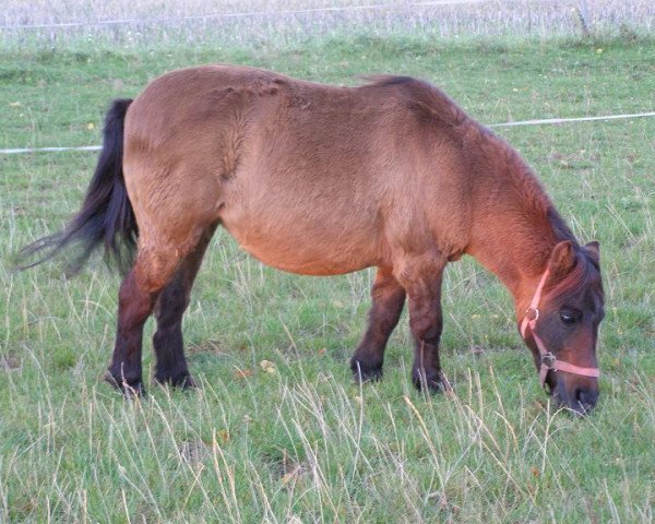 Zuchtstute Lucy (Shetland Pony,  )