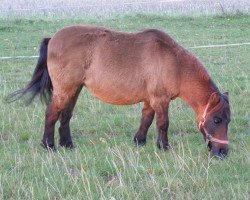 Pferd Lucy (Shetland Pony)