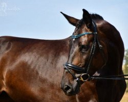 broodmare Diamont One (Austrian Warmblood, 2017, from Zonik One)