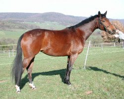 broodmare Gräfin Top 2 (Hanoverian, 1998, from Graf Top)