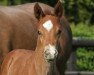 dressage horse Hengst von Santos / Romanov Blue Hors (Westphalian, 2022, from Santos)