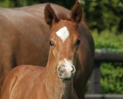 Dressurpferd Hengst von Santos / Romanov Blue Hors (Westfale, 2022, von Santos)