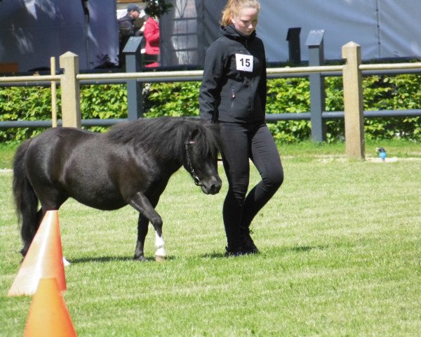 broodmare Vanja-Marie vom Ibiztal (Dt.Part-bred Shetland pony, 2012, from Varus)