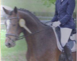 dressage horse Birkenhof's Campari (Hanoverian, 2006, from Cockpit)