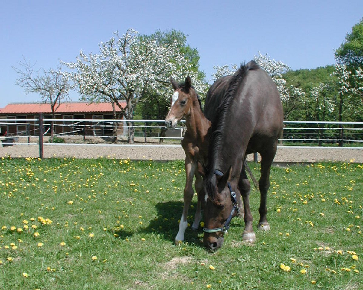 broodmare Gitanja (Bavarian, 1995, from Barolo)