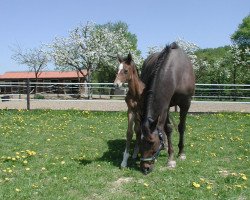 broodmare Gitanja (Bavarian, 1995, from Barolo)