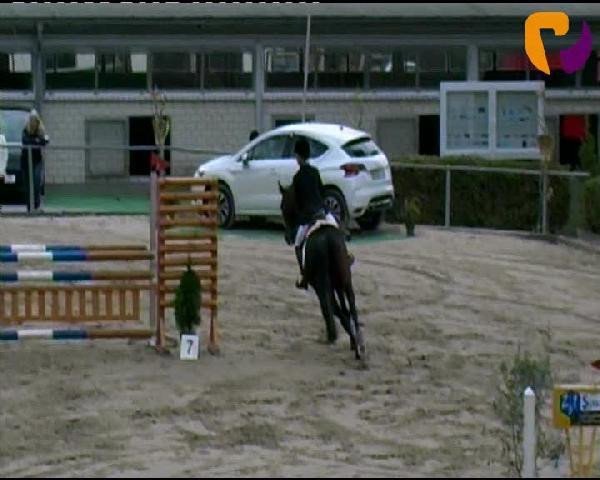 dressage horse Delgado 55 (Westphalian, 2003, from Danny de Vito 2)