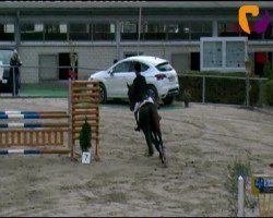 dressage horse Delgado 55 (Westphalian, 2003, from Danny de Vito 2)