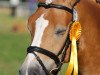 dressage horse Nanu Otto (Haflinger, 1998, from Nigano (9,375% ox))