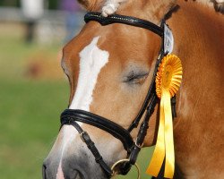 dressage horse Nanu Otto (Haflinger, 1998, from Nigano (9,375% ox))