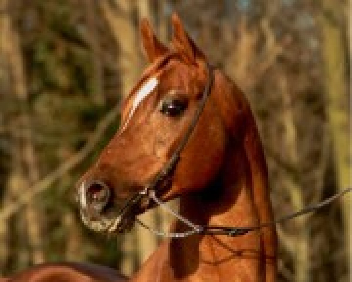 stallion Abdullah ox 2543 Neu. (Arabian purebred, 1956, from Adonah ox)
