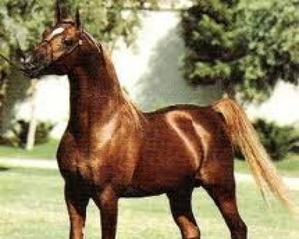 stallion Abdullah ox (Arabian thoroughbred, 1956, from Adonah ox)