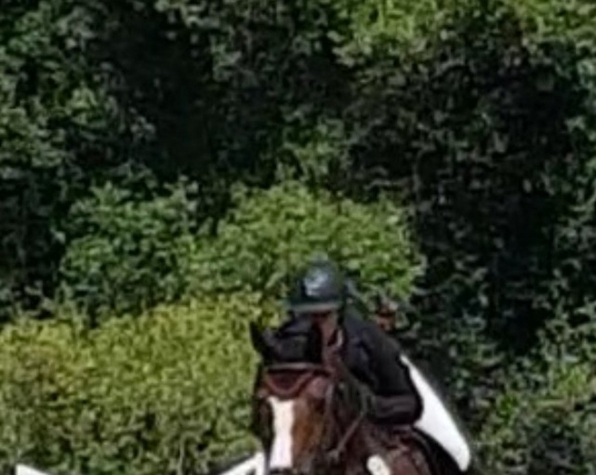 broodmare Ishnoe (KWPN (Royal Dutch Sporthorse), 2013, from Zambesi TN)