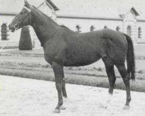 stallion Rakosi xx (Thoroughbred, 1968, from Tanerko xx)