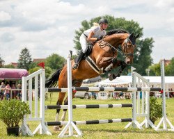 Springpferd Olympic Boy (Deutsches Sportpferd, 2009, von Olympic Fire 5)