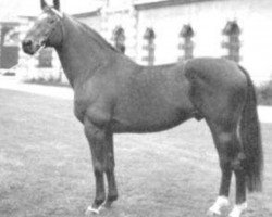 stallion Kayack (Selle Français, 1976, from Rakosi xx)