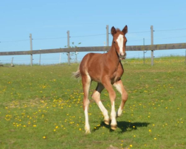 dressage horse Der Jackpot (German Riding Pony, 2022, from Double Jackpot)