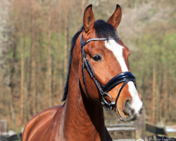 dressage horse Cupmo (Westphalian, 2017, from Cup Cooper)