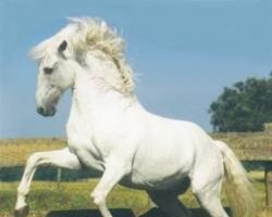 stallion Opus-72 (Lusitano,  , from Firme)