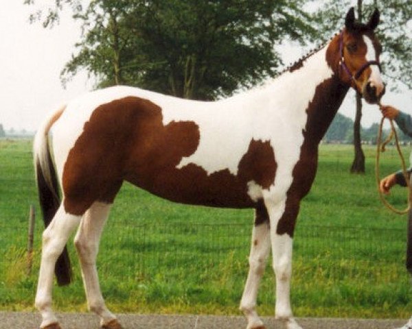 Zuchtstute Jasmijn (Koninklijk Warmbloed Paardenstamboek Nederland (KWPN), 1991, von Rossini)