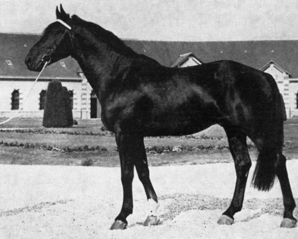 stallion Bengali (Selle Français,  , from Prince Du Cy)