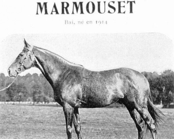 stallion Marmouset xx (Thoroughbred, 1914, from Marajax xx)