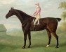 stallion Smolensko xx (Thoroughbred, 1810, from Sorcerer xx)