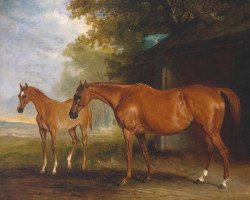 broodmare Defiance xx (Thoroughbred, 1816, from Rubens xx)