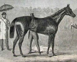 broodmare Spinaway xx (Thoroughbred, 1872, from Macaroni xx)