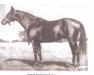 stallion Meddler xx (Thoroughbred, 1890, from St. Gatien xx)
