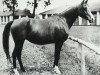 broodmare Elegantka 1923 ox (Arabian thoroughbred, 1923, from Bakszysz 1901 ox)