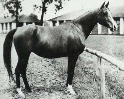 broodmare Elegantka 1923 ox (Arabian thoroughbred, 1923, from Bakszysz 1901 ox)