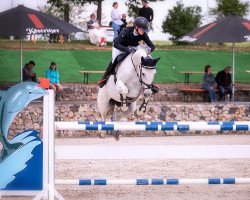 Springpferd Lafleur-Vitseroel (Belgisches Warmblut, 2011, von Acardi du Houssoit Z)