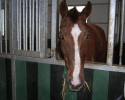 horse Mantastique (Belgisches Warmblut, 1989, from Fantastique)