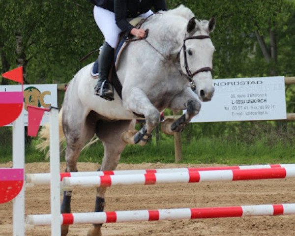 jumper Volano (KWPN (Royal Dutch Sporthorse), 2002, from Celano)