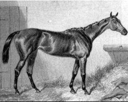 broodmare Queen Bertha xx (Thoroughbred, 1860, from Kingston xx)